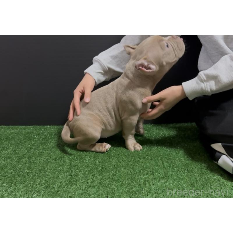 販売中の埼玉県のエキゾチックブリー-434487の12枚目