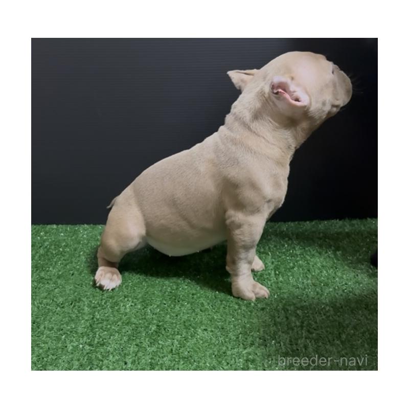 販売中の埼玉県のエキゾチックブリー-434487の10枚目