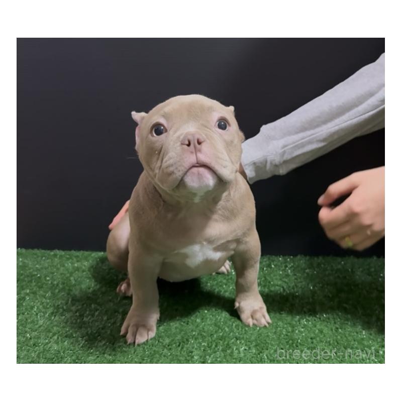 販売中の埼玉県のエキゾチックブリー-434487の9枚目