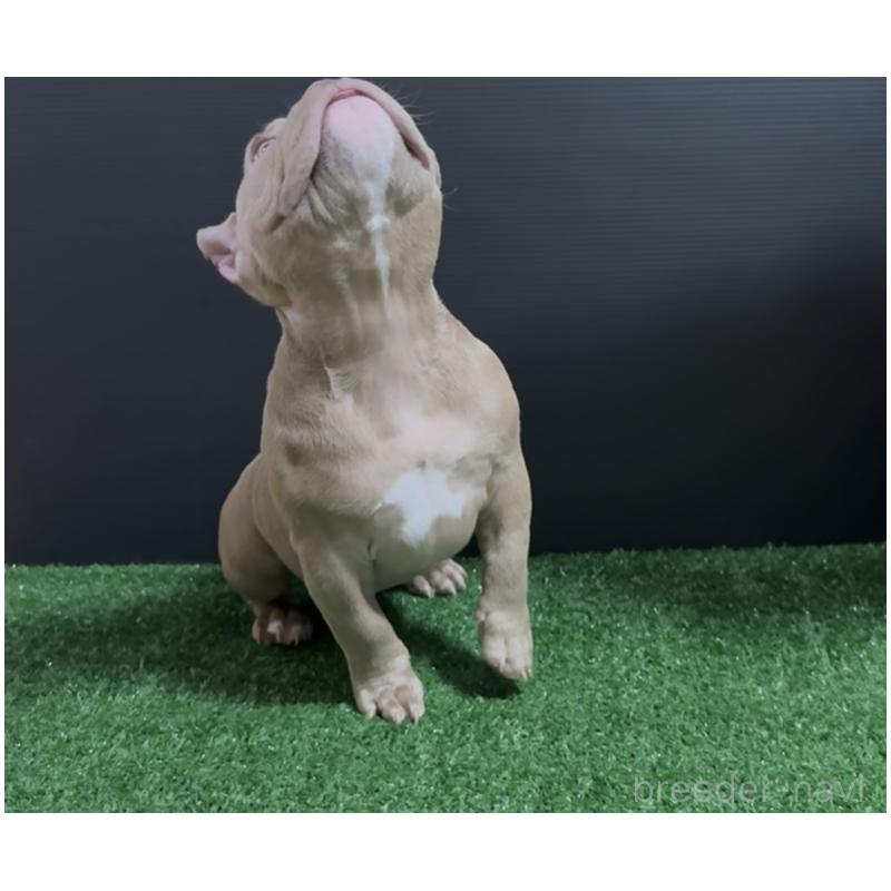 販売中の埼玉県のエキゾチックブリー-434487の8枚目