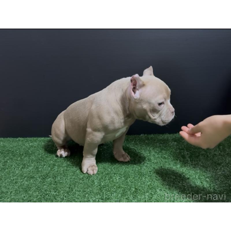 販売中の埼玉県のエキゾチックブリー-434487の7枚目