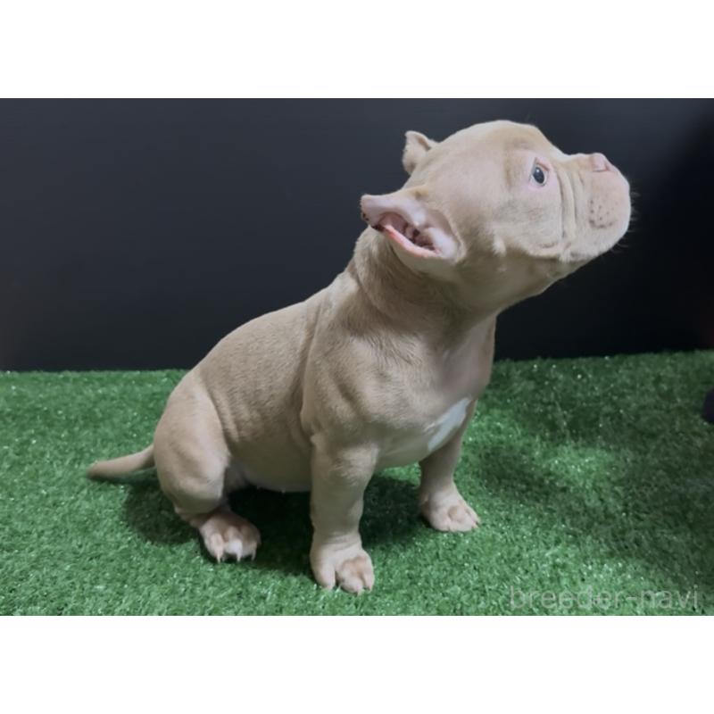 販売中の埼玉県のエキゾチックブリー-434487の6枚目