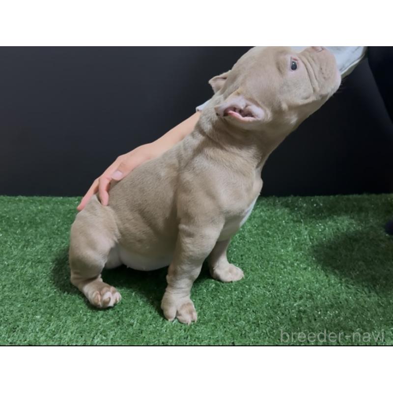 販売中の埼玉県のエキゾチックブリー-434487の5枚目