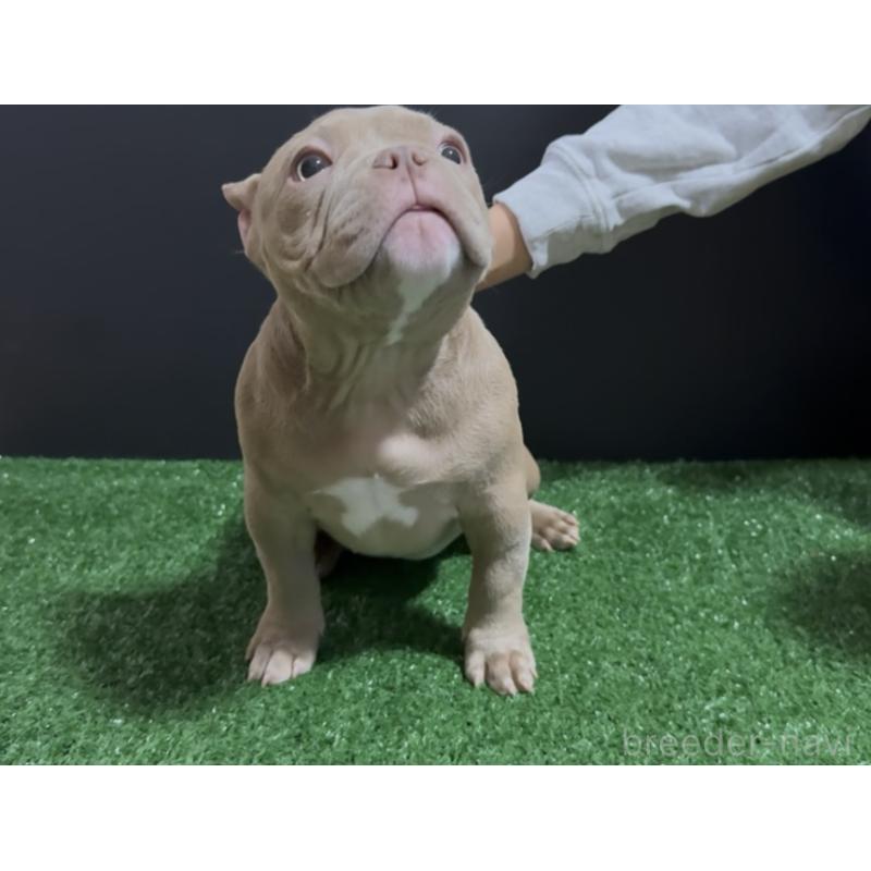 販売中の埼玉県のエキゾチックブリー-434487の4枚目