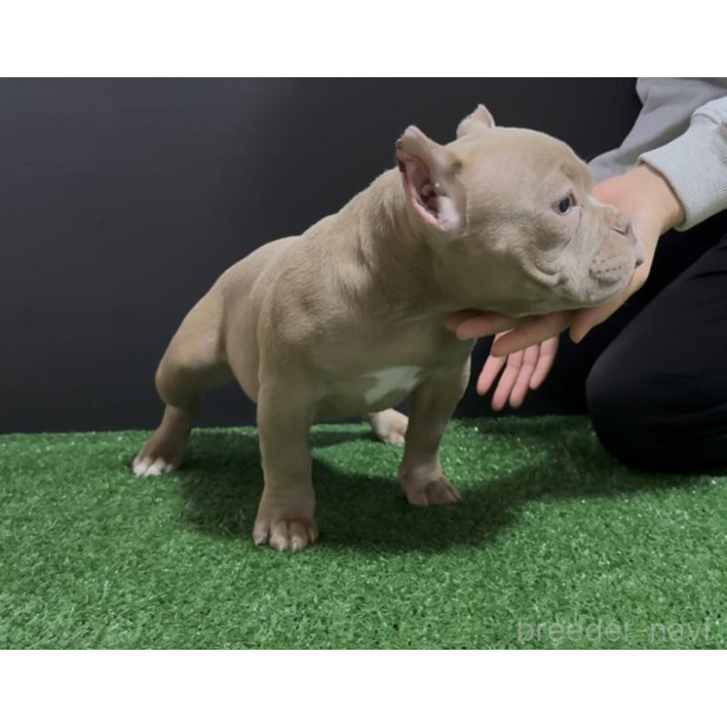 販売中の埼玉県のエキゾチックブリー-434487の3枚目