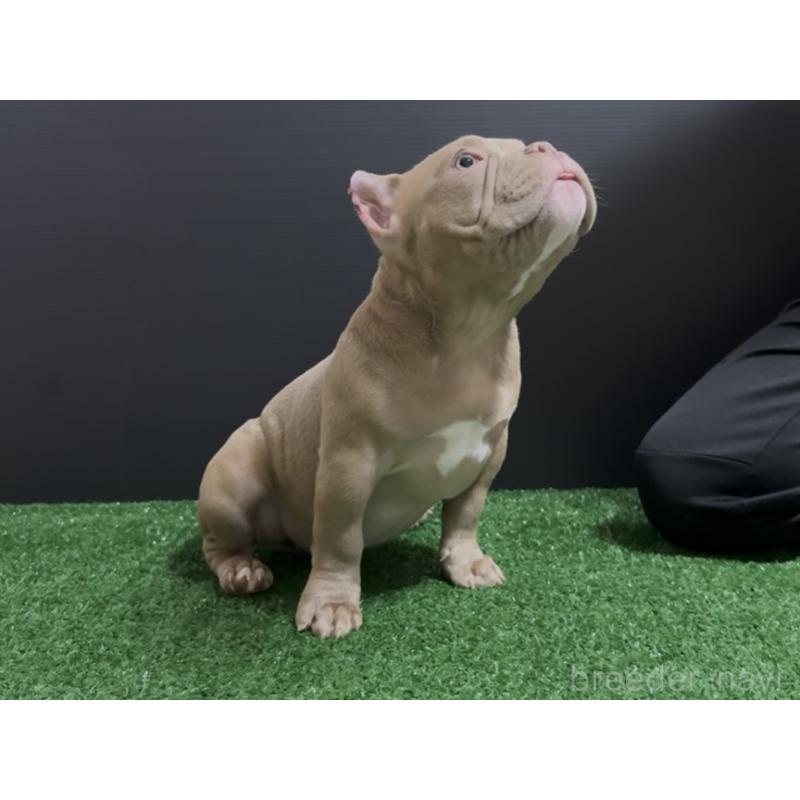 販売中の埼玉県のエキゾチックブリー-434487の2枚目