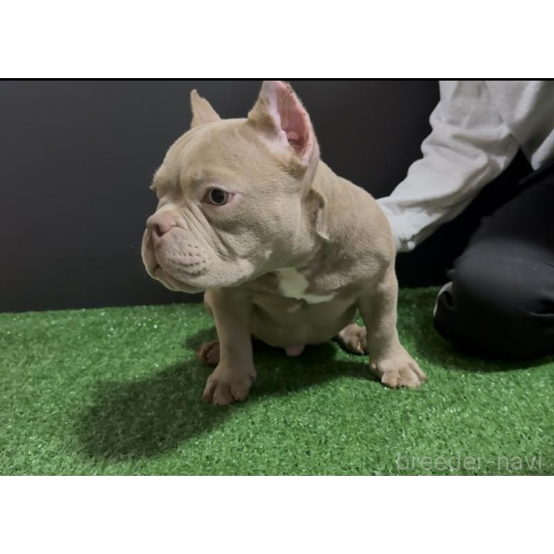 販売中の埼玉県のエキゾチックブリー-434483の10枚目