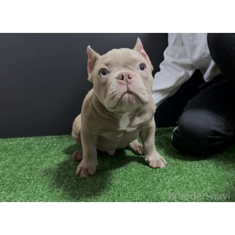 販売中の埼玉県のエキゾチックブリー-434483の9枚目