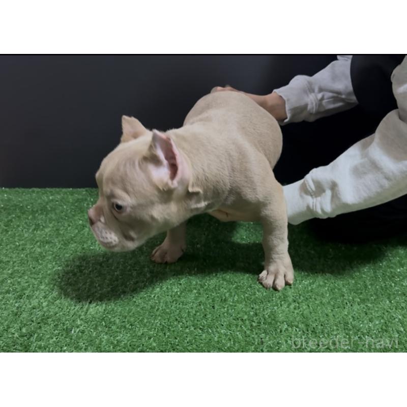 販売中の埼玉県のエキゾチックブリー-434483の8枚目