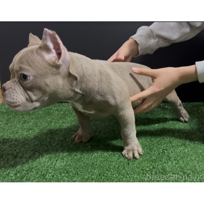 販売中の埼玉県のエキゾチックブリー-434483の7枚目