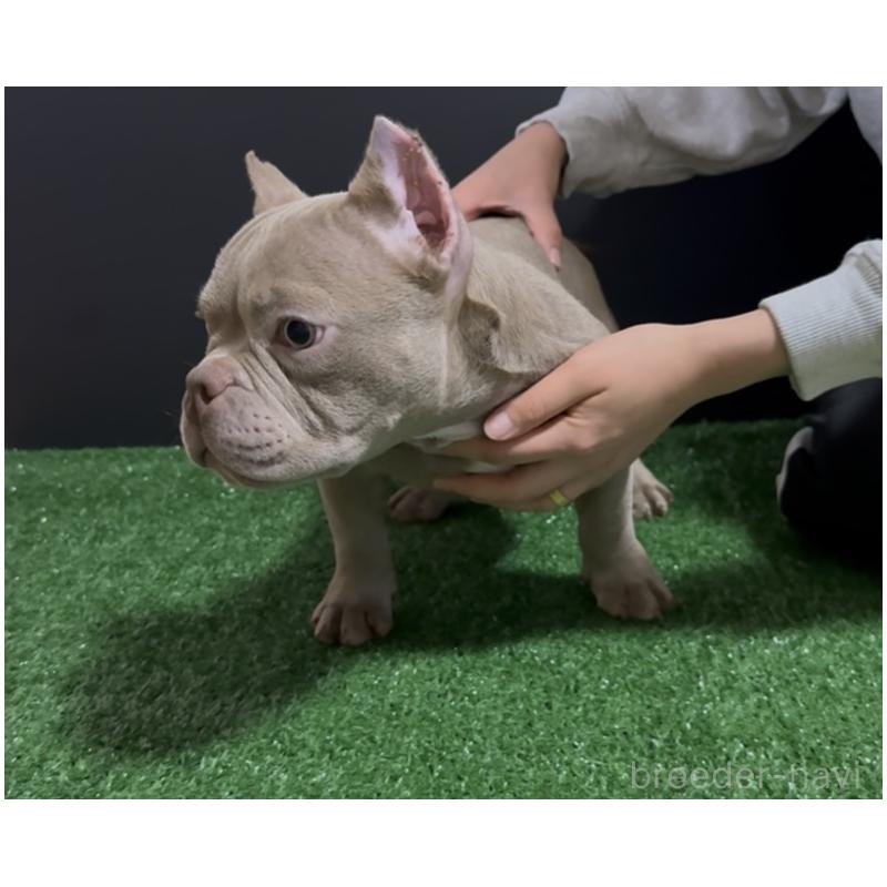 販売中の埼玉県のエキゾチックブリー-434483の5枚目