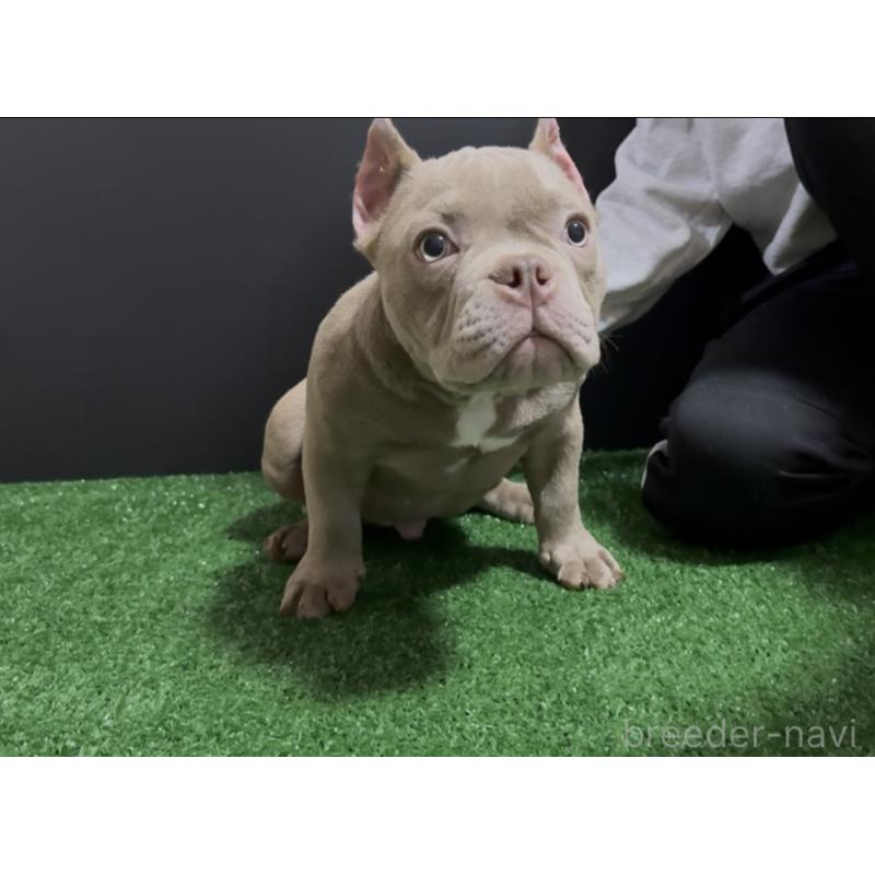 販売中の埼玉県のエキゾチックブリー-434483の4枚目