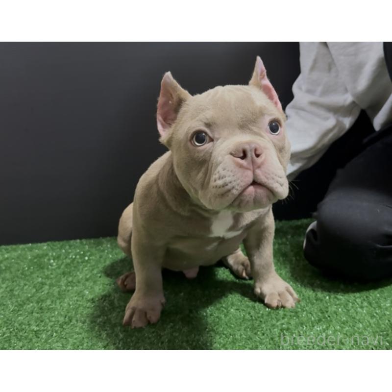 販売中の埼玉県のエキゾチックブリー-434483の3枚目