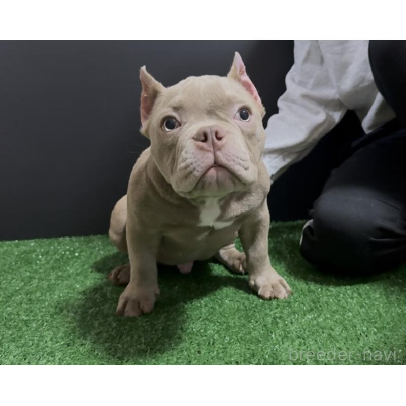 販売中の埼玉県のエキゾチックブリー-434483の2枚目