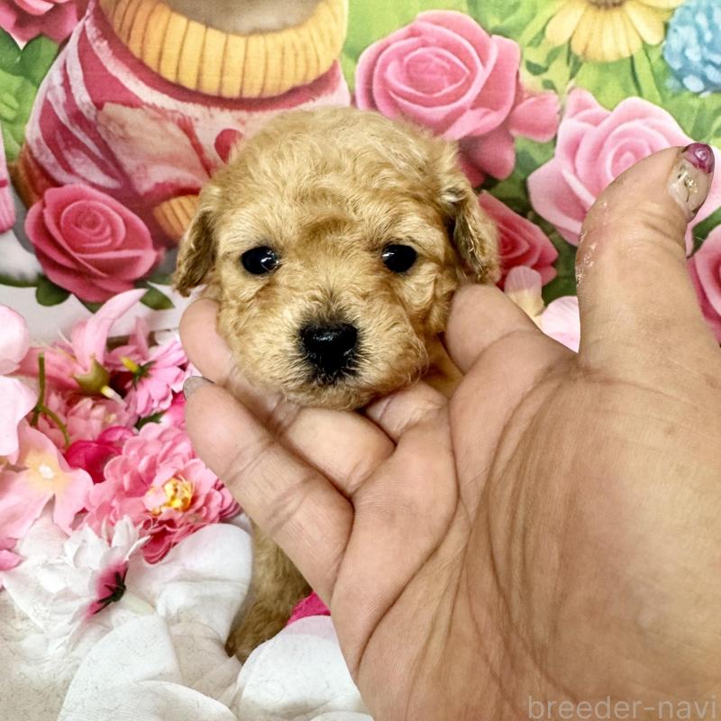 ♀︎タイニープードル