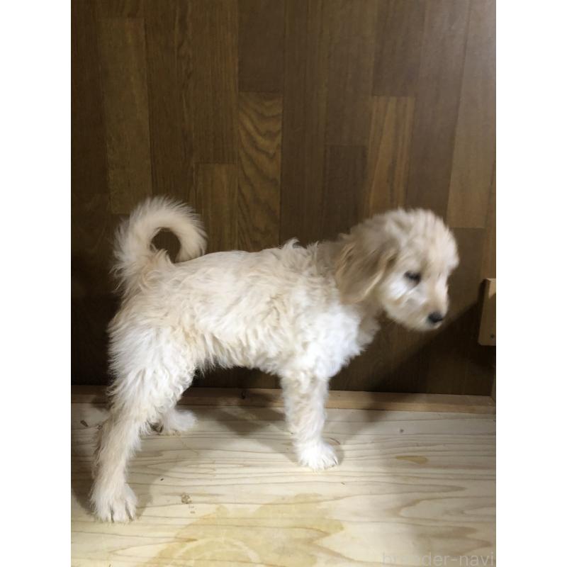 成約済の兵庫県のゴールデンドゥードル:ゴールデンレトリーバー×プードル-444209の11枚目