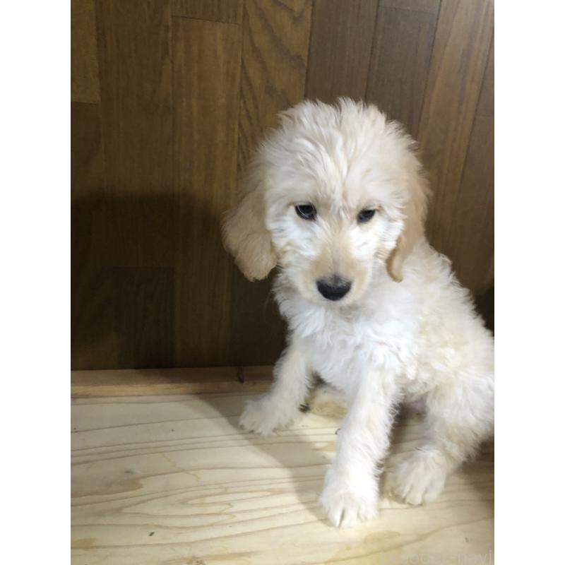 成約済の兵庫県のゴールデンドゥードル:ゴールデンレトリーバー×プードル-444209の10枚目