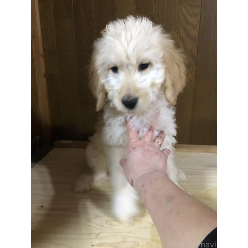 成約済の兵庫県のゴールデンドゥードル:ゴールデンレトリーバー×プードル-444209の8枚目