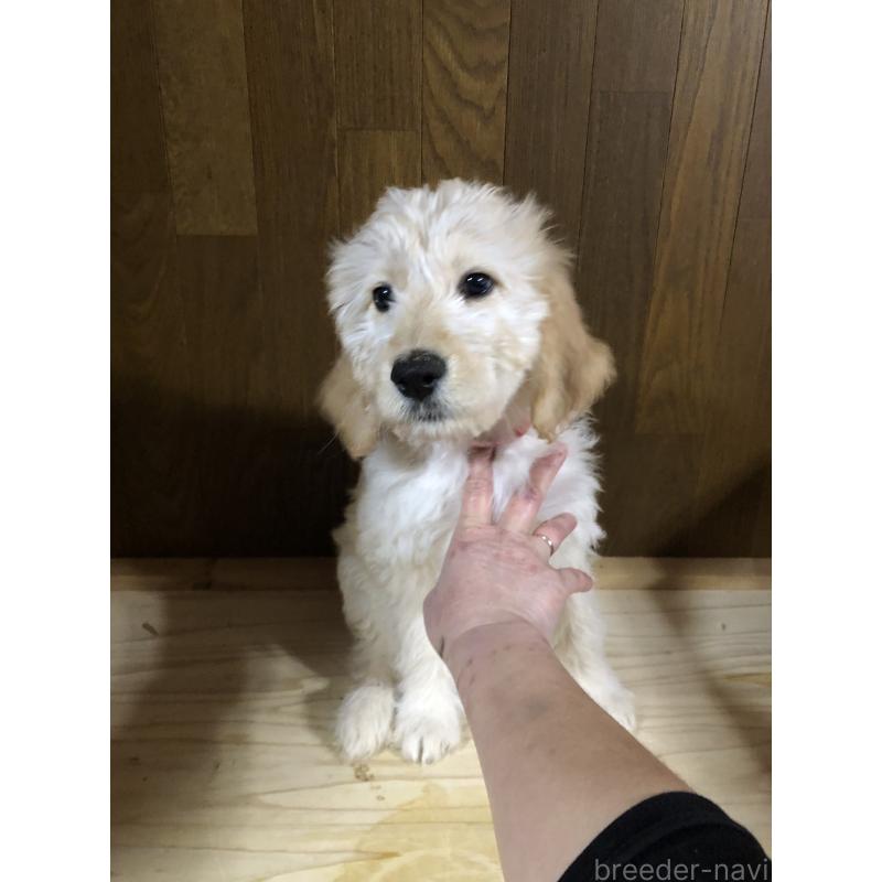 成約済の兵庫県のゴールデンドゥードル:ゴールデンレトリーバー×プードル-444209の7枚目