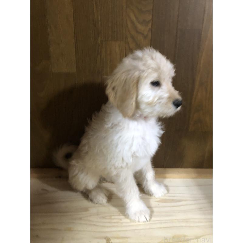 成約済の兵庫県のゴールデンドゥードル:ゴールデンレトリーバー×プードル-444209の6枚目