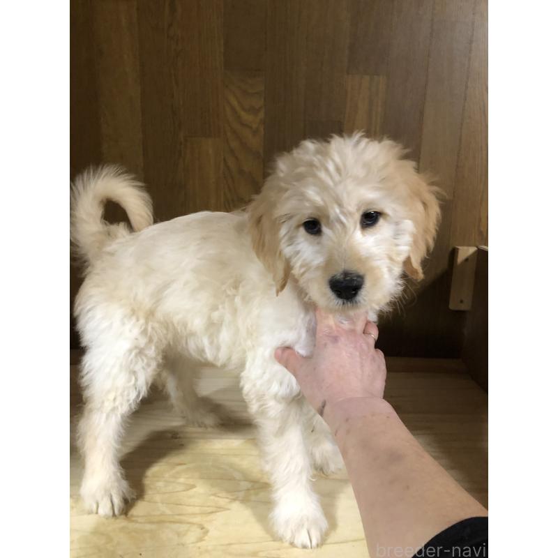 成約済の兵庫県のゴールデンドゥードル:ゴールデンレトリーバー×プードル-444209の5枚目