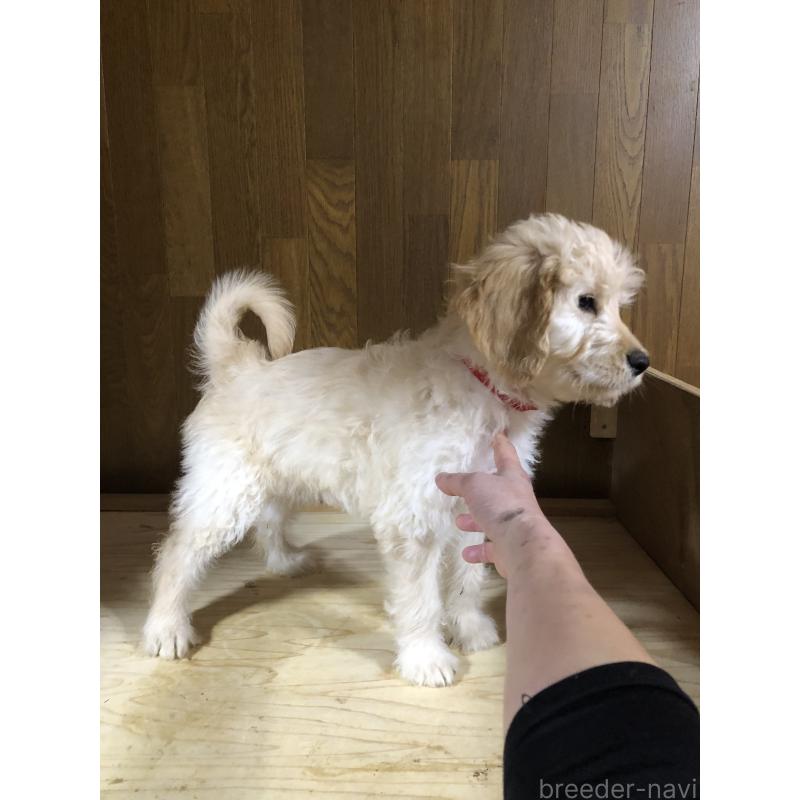 成約済の兵庫県のゴールデンドゥードル:ゴールデンレトリーバー×プードル-444209の4枚目