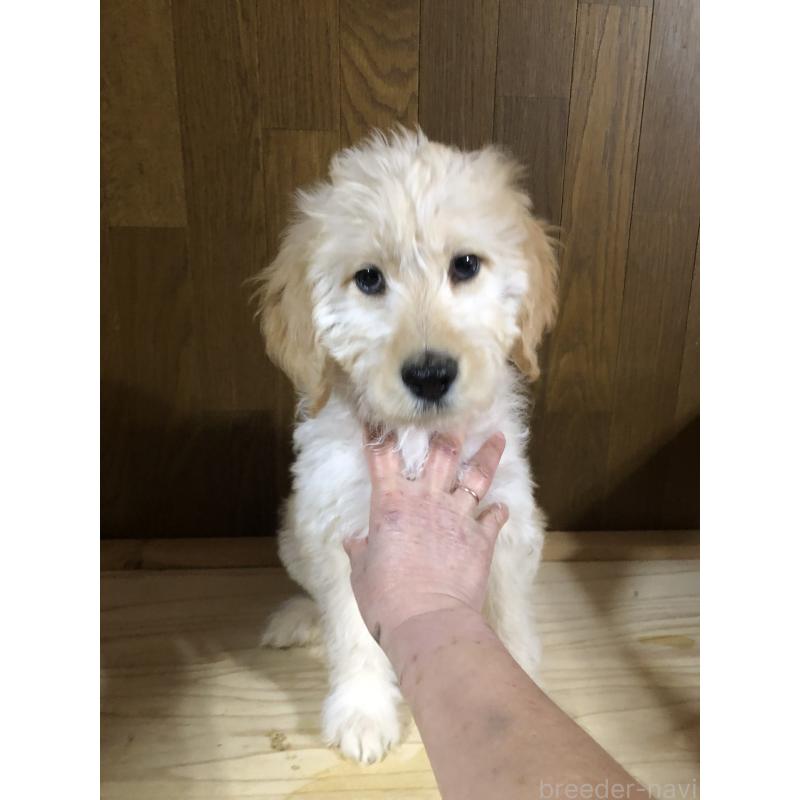 成約済の兵庫県のゴールデンドゥードル:ゴールデンレトリーバー×プードル-444209の3枚目