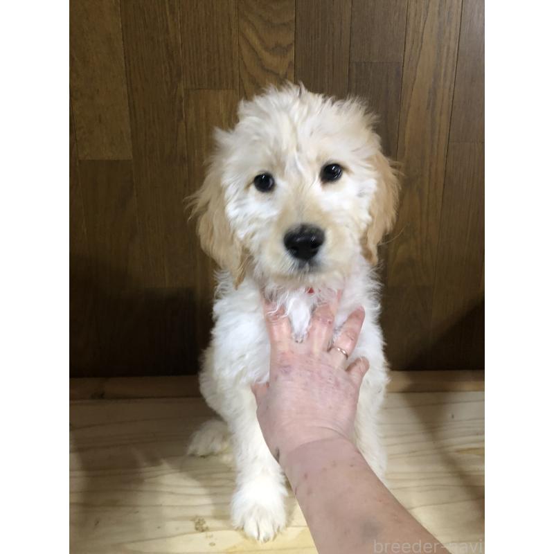 ♀︎ゴールデンドゥードル:ゴールデンレトリーバー×プードル