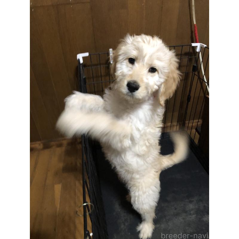 成約済の兵庫県のゴールデンドゥードル:ゴールデンレトリーバー×プードル-444209の2枚目