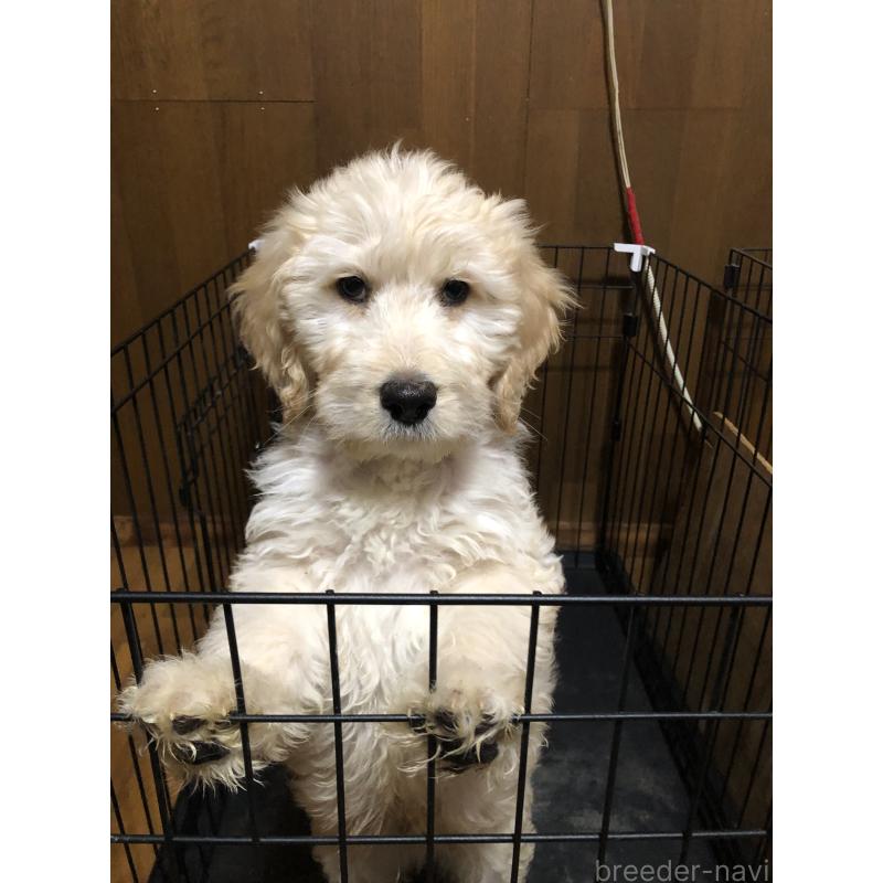 成約済の兵庫県のゴールデンドゥードル:ゴールデンレトリーバー×プードル-444204の9枚目