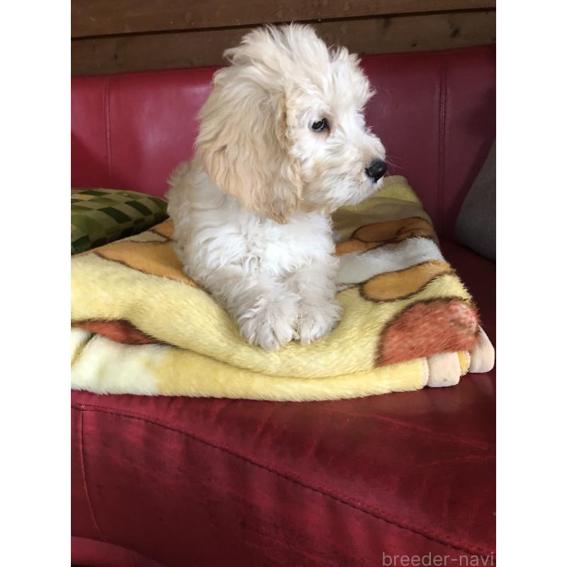 成約済の兵庫県のゴールデンドゥードル:ゴールデンレトリーバー×プードル-444204の8枚目