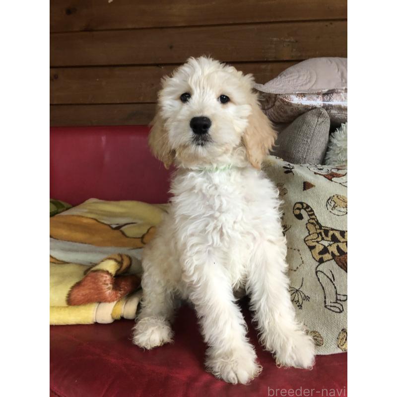 成約済の兵庫県のゴールデンドゥードル:ゴールデンレトリーバー×プードル-444204の7枚目