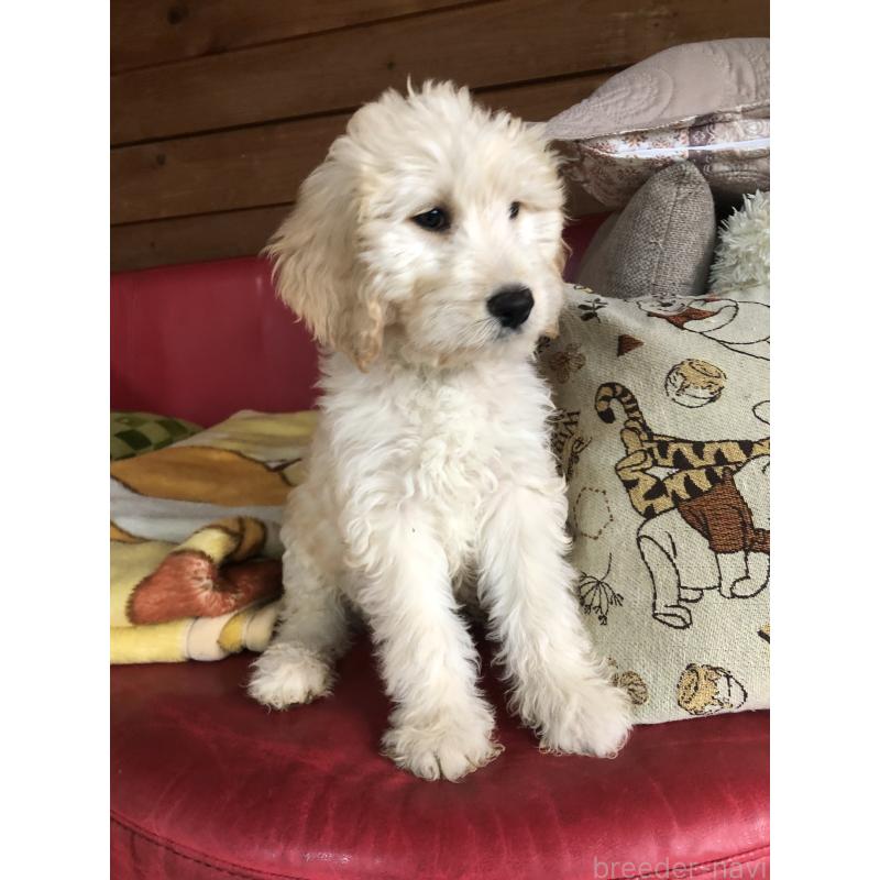 成約済の兵庫県のゴールデンドゥードル:ゴールデンレトリーバー×プードル-444204の6枚目