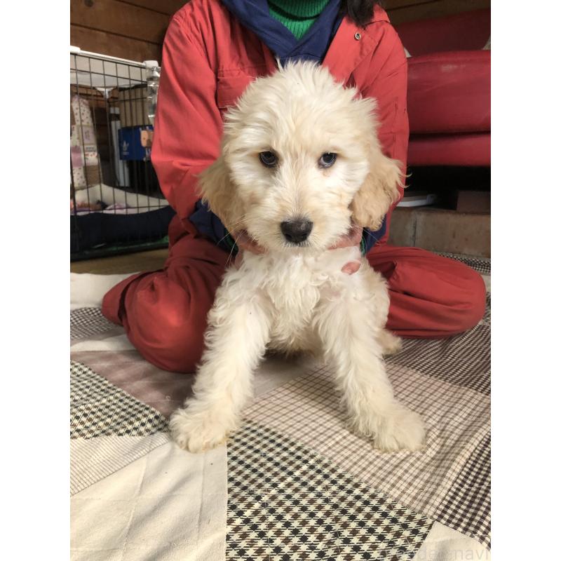 成約済の兵庫県のゴールデンドゥードル:ゴールデンレトリーバー×プードル-444204の5枚目