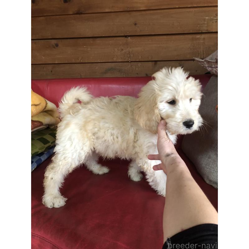 成約済の兵庫県のゴールデンドゥードル:ゴールデンレトリーバー×プードル-444204の4枚目