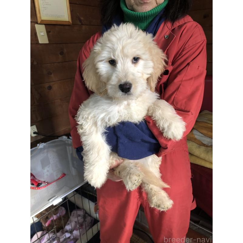 成約済の兵庫県のゴールデンドゥードル:ゴールデンレトリーバー×プードル-444204の3枚目