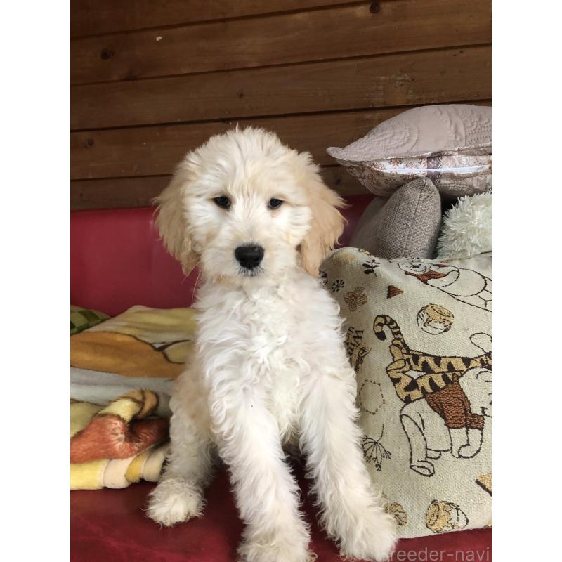 成約済の兵庫県のゴールデンドゥードル:ゴールデンレトリーバー×プードル-444204の2枚目