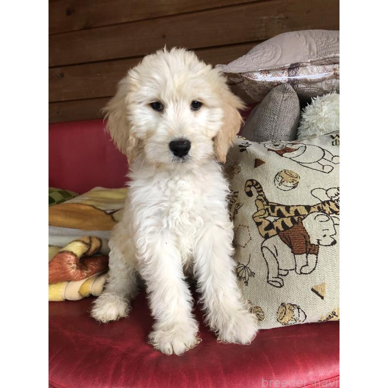 ♂︎ゴールデンドゥードル:ゴールデンレトリーバー×プードル