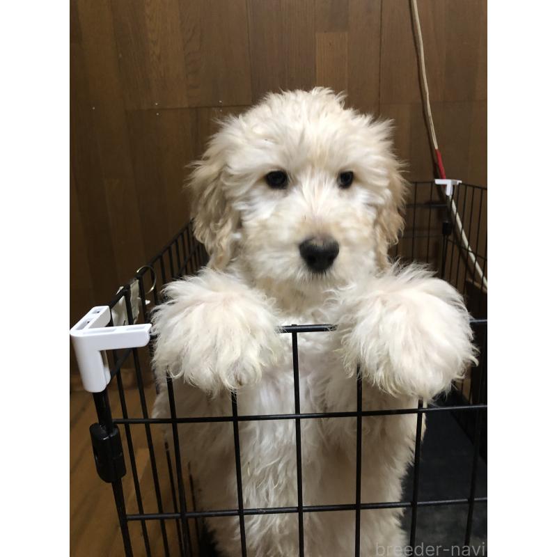 成約済の兵庫県のゴールデンドゥードル:ゴールデンレトリーバー×プードル-444194の12枚目