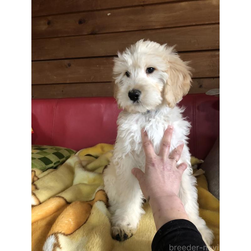 成約済の兵庫県のゴールデンドゥードル:ゴールデンレトリーバー×プードル-444194の11枚目