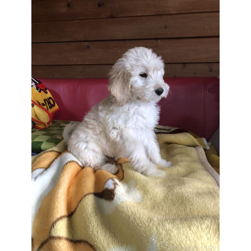 成約済の兵庫県のゴールデンドゥードル:ゴールデンレトリーバー×プードル-444194の10枚目