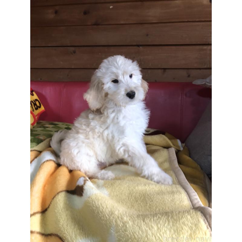 成約済の兵庫県のゴールデンドゥードル:ゴールデンレトリーバー×プードル-444194の9枚目