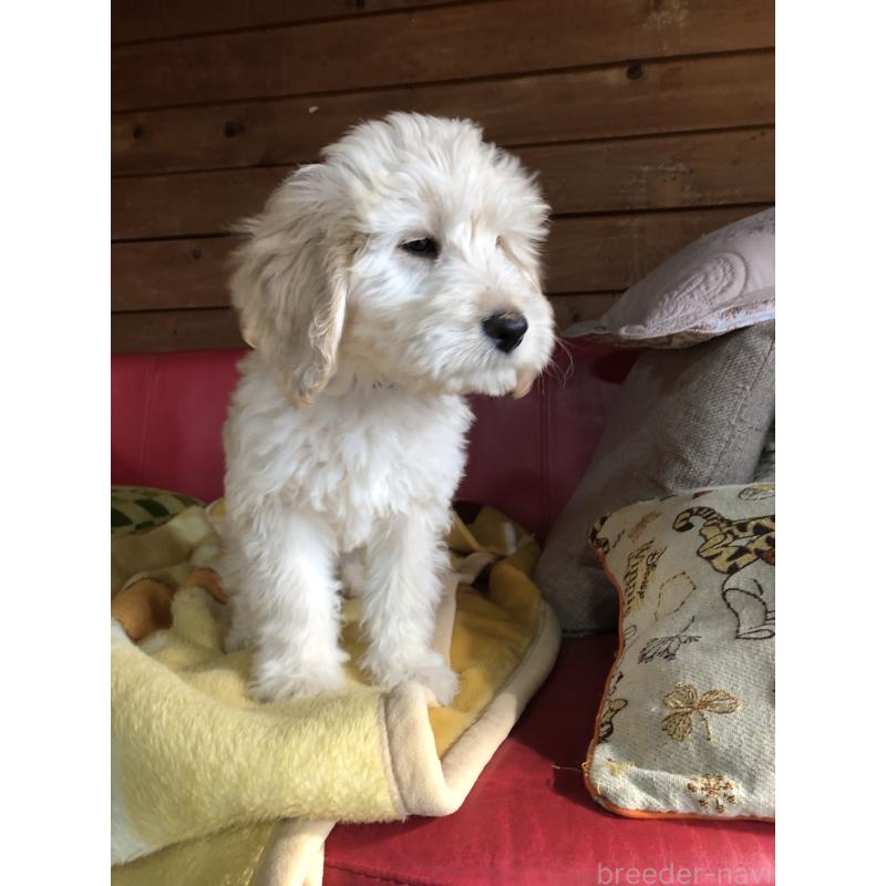 成約済の兵庫県のゴールデンドゥードル:ゴールデンレトリーバー×プードル-444194の8枚目