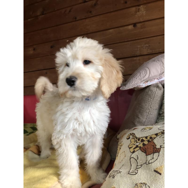 成約済の兵庫県のゴールデンドゥードル:ゴールデンレトリーバー×プードル-444194の7枚目