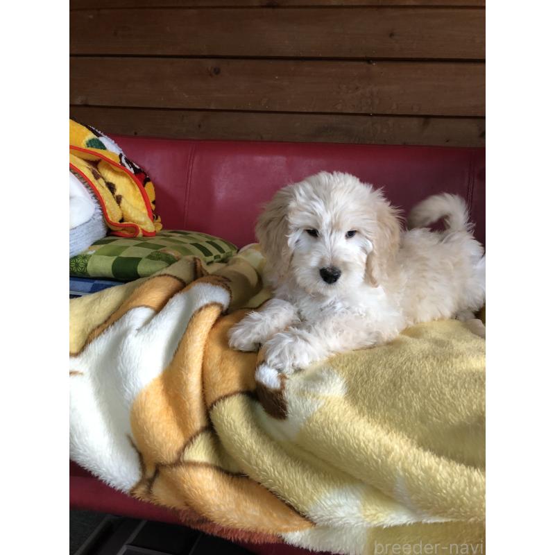 成約済の兵庫県のゴールデンドゥードル:ゴールデンレトリーバー×プードル-444194の6枚目