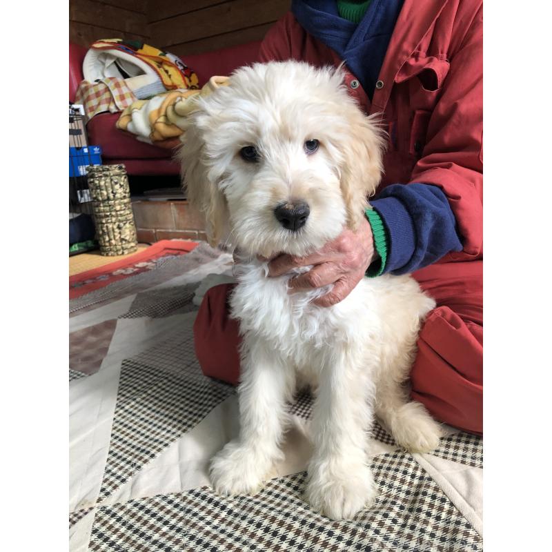 成約済の兵庫県のゴールデンドゥードル:ゴールデンレトリーバー×プードル-444194の4枚目