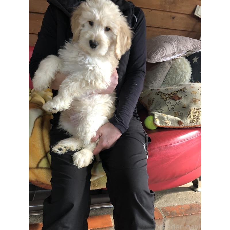 成約済の兵庫県のゴールデンドゥードル:ゴールデンレトリーバー×プードル-444194の3枚目