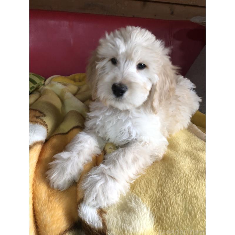 成約済の兵庫県のゴールデンドゥードル:ゴールデンレトリーバー×プードル-444194の2枚目