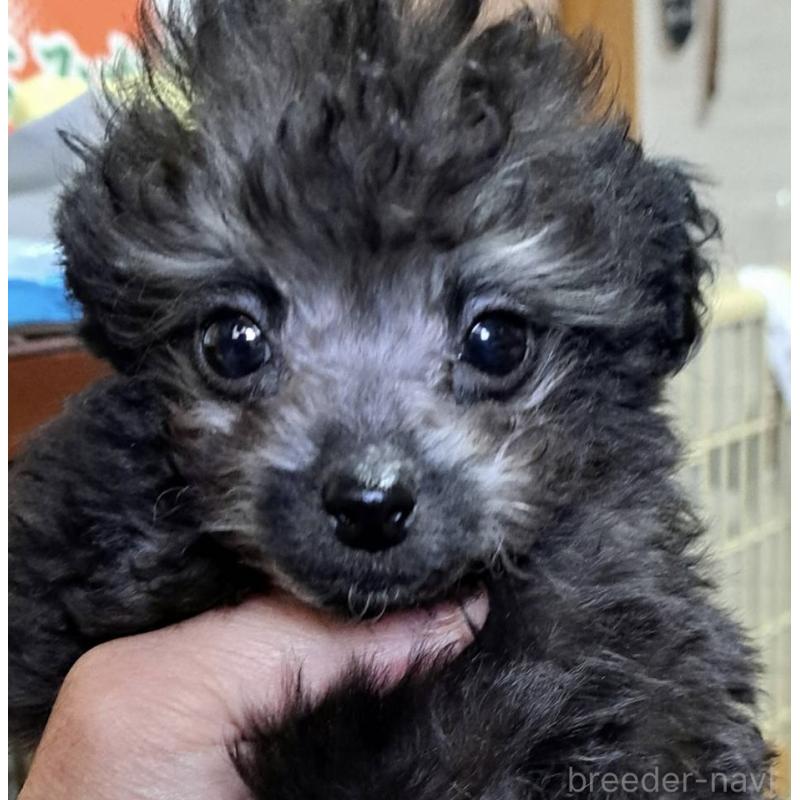 販売中の大阪府のティーカッププードル-436911の13枚目