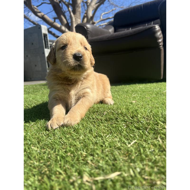 成約済の静岡県のゴールデンレトリーバー-446176の4枚目